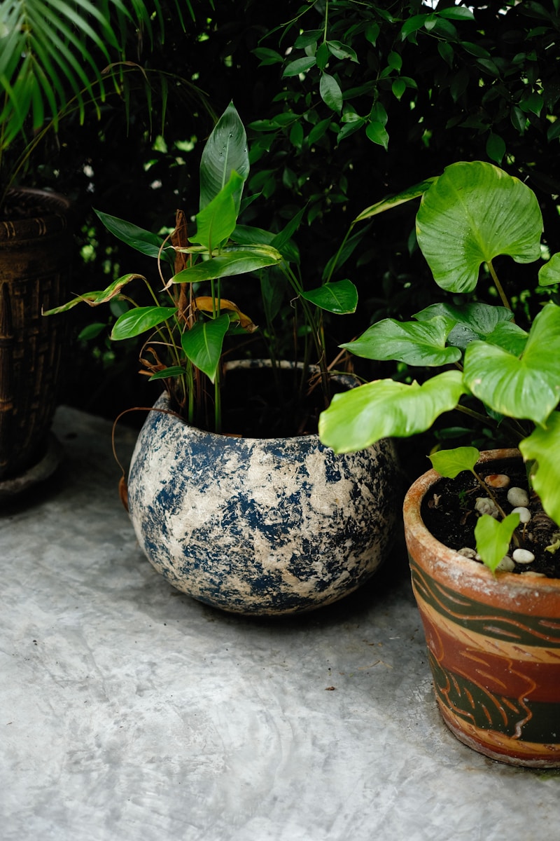 a group of potted plants sitting next to each other